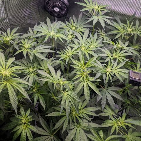 Strawberry Zwish 🍓 growlog timeline photo