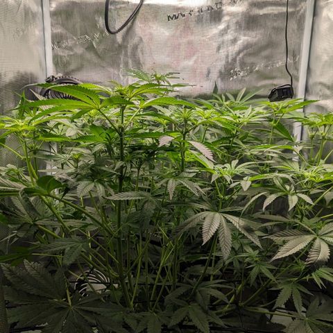 Strawberry Zwish 🍓 growlog timeline photo