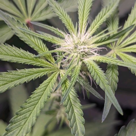 Strawberry Zwish 🍓 growlog timeline photo