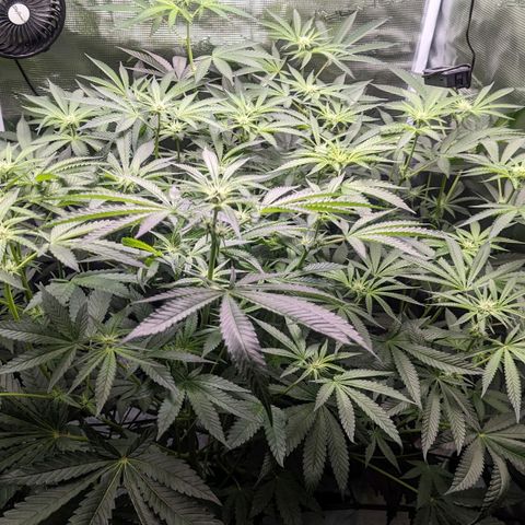 Strawberry Zwish 🍓 growlog timeline photo