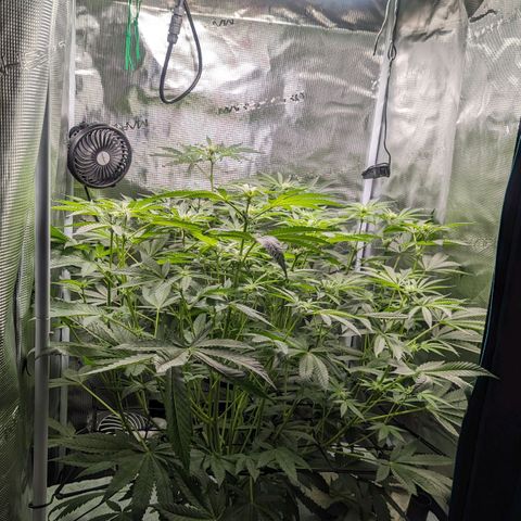 Strawberry Zwish 🍓 growlog timeline photo