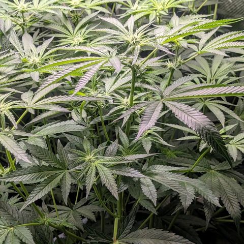 Strawberry Zwish 🍓 growlog timeline photo