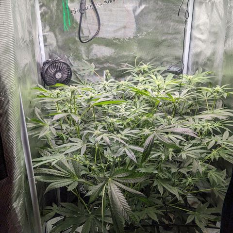 Strawberry Zwish 🍓 growlog timeline photo
