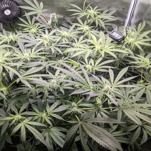 Strawberry Zwish 🍓 growlog timeline photo