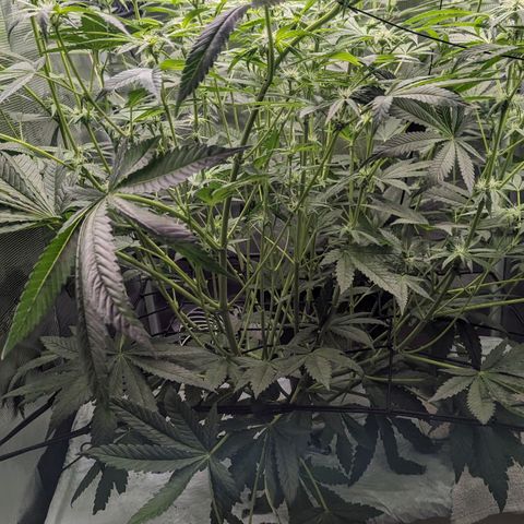 Strawberry Zwish 🍓 growlog timeline photo