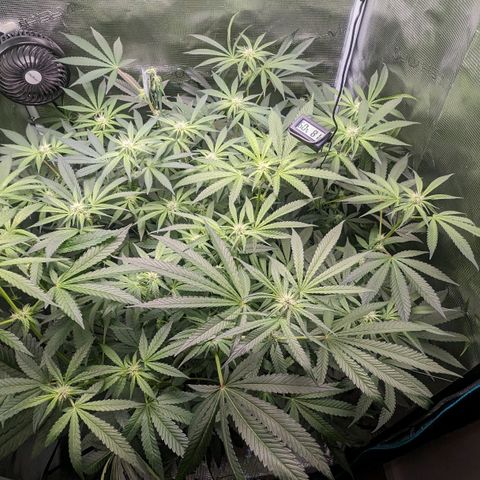 Strawberry Zwish 🍓 growlog timeline photo