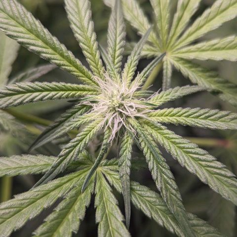 Strawberry Zwish 🍓 growlog timeline photo