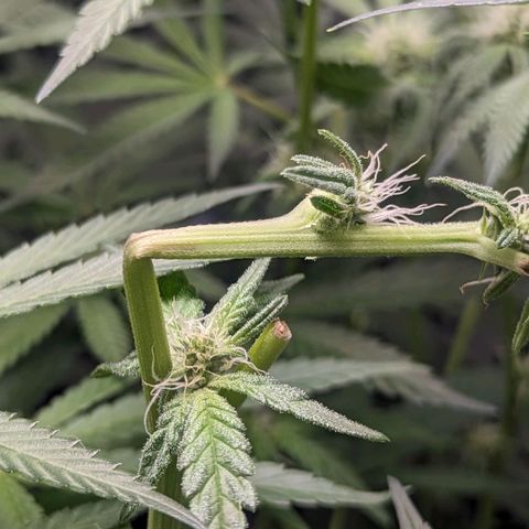 Strawberry Zwish 🍓 growlog timeline photo