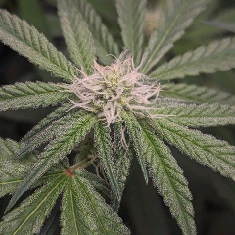 Strawberry Zwish 🍓 growlog timeline photo