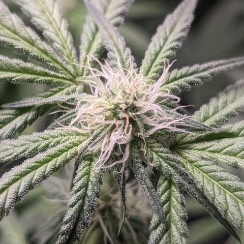 Strawberry Zwish 🍓 growlog timeline photo