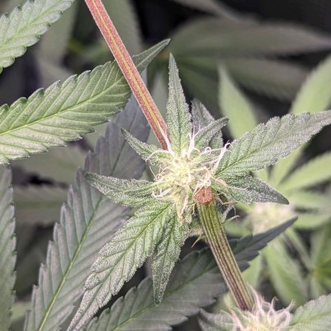 Strawberry Zwish 🍓 growlog timeline photo