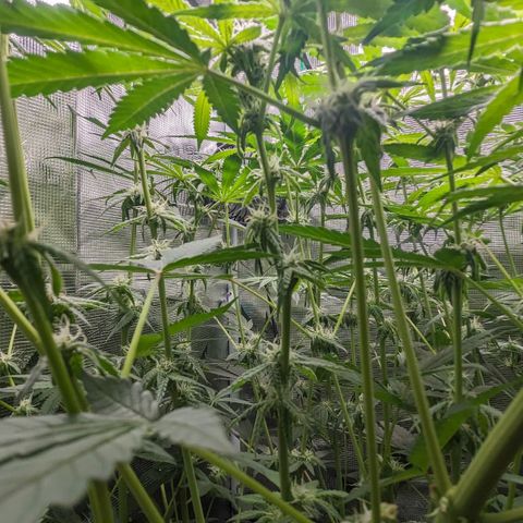 Strawberry Zwish 🍓 growlog timeline photo