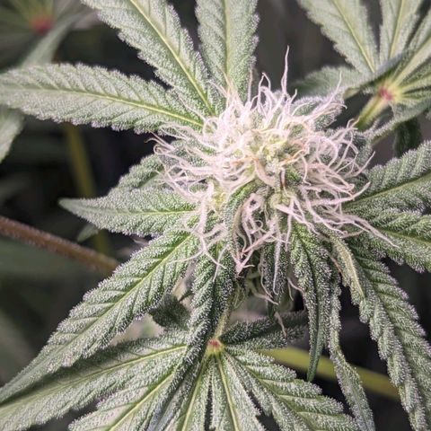 Strawberry Zwish 🍓 growlog timeline photo