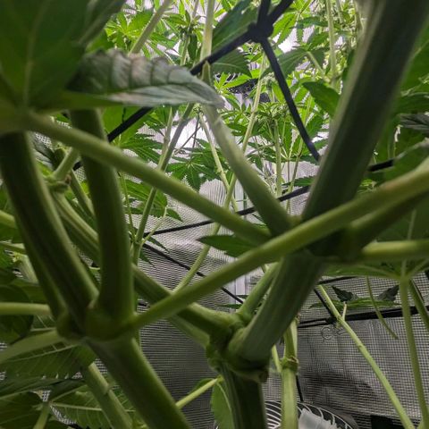 Strawberry Zwish 🍓 growlog timeline photo