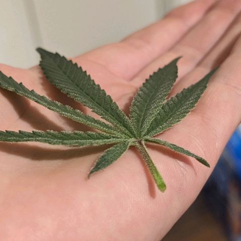 Strawberry Zwish 🍓 growlog timeline photo