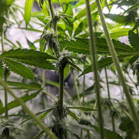 Strawberry Zwish 🍓 growlog timeline photo