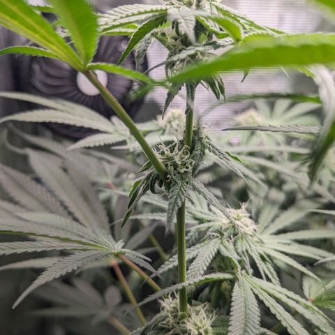 Strawberry Zwish 🍓 growlog timeline photo