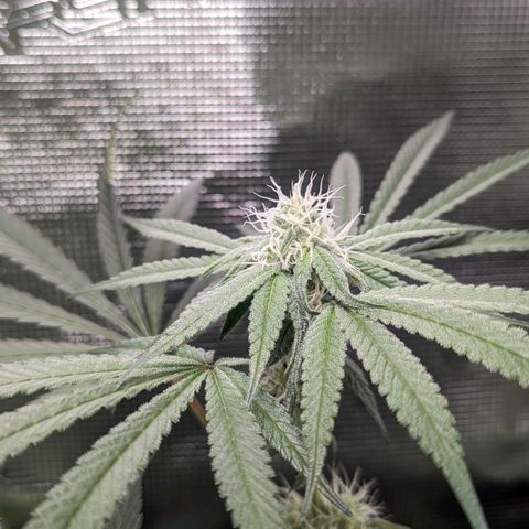 Strawberry Zwish 🍓 growlog timeline photo