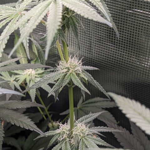 Strawberry Zwish 🍓 growlog timeline photo