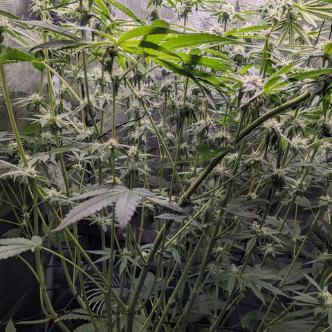 Strawberry Zwish 🍓 growlog timeline photo