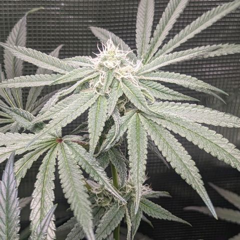 Strawberry Zwish 🍓 growlog timeline photo
