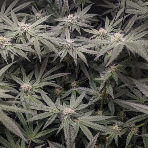Strawberry Zwish 🍓 growlog timeline photo