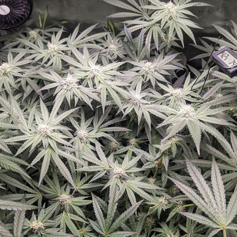 Strawberry Zwish 🍓 growlog timeline photo
