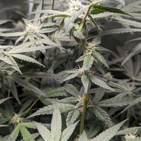 Strawberry Zwish 🍓 growlog timeline photo