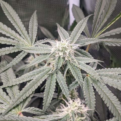 Strawberry Zwish 🍓 growlog timeline photo