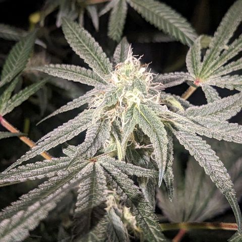 Strawberry Zwish 🍓 growlog timeline photo