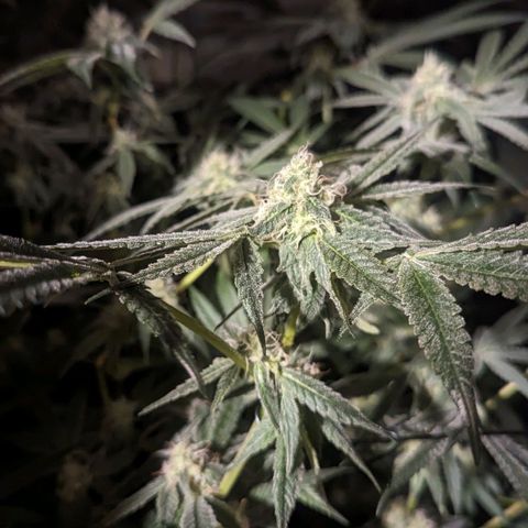 Strawberry Zwish 🍓 growlog timeline photo