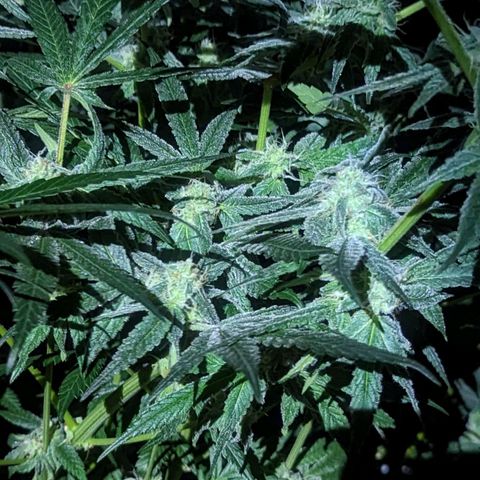Strawberry Zwish 🍓 growlog timeline photo