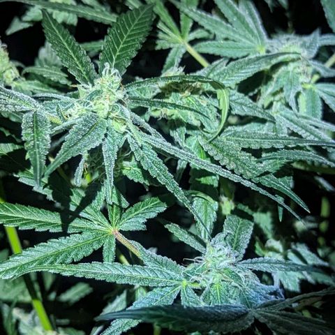 Strawberry Zwish 🍓 growlog timeline photo