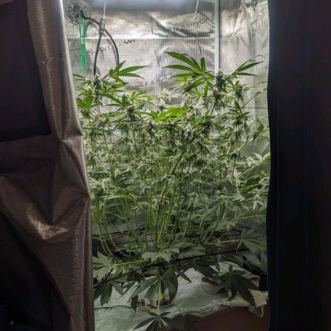 Strawberry Zwish 🍓 growlog timeline photo