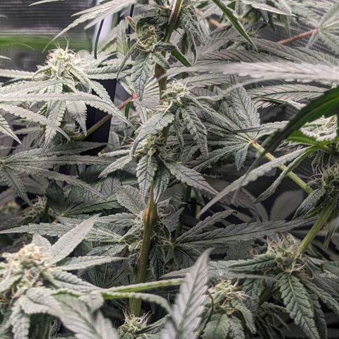 Strawberry Zwish 🍓 growlog timeline photo