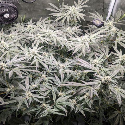 Strawberry Zwish 🍓 growlog timeline photo
