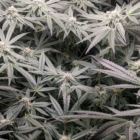 Strawberry Zwish 🍓 growlog timeline photo