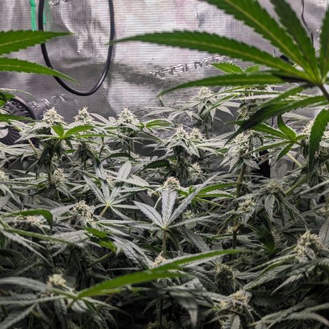 Strawberry Zwish 🍓 growlog timeline photo