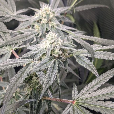 Strawberry Zwish 🍓 growlog timeline photo