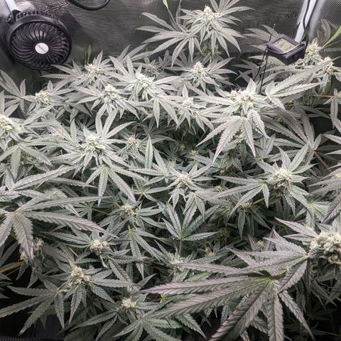 Strawberry Zwish 🍓 growlog timeline photo