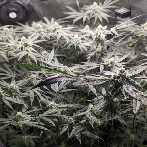 Strawberry Zwish 🍓 growlog timeline photo