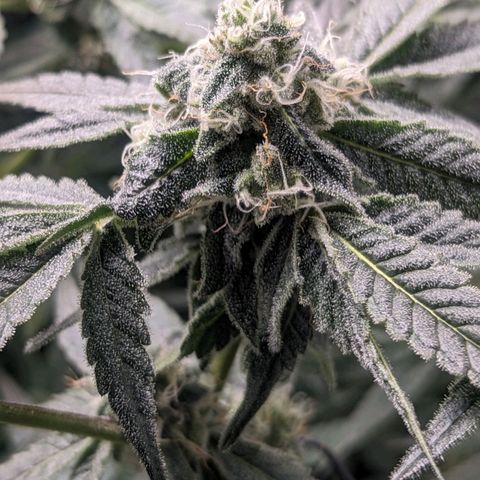 Strawberry Zwish 🍓 growlog timeline photo