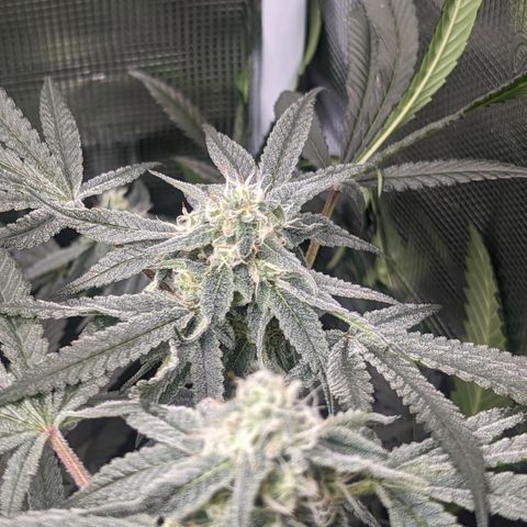 Strawberry Zwish 🍓 growlog timeline photo