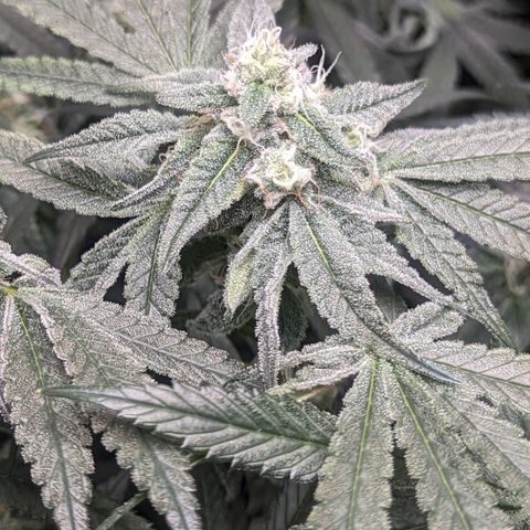Strawberry Zwish 🍓 growlog timeline photo