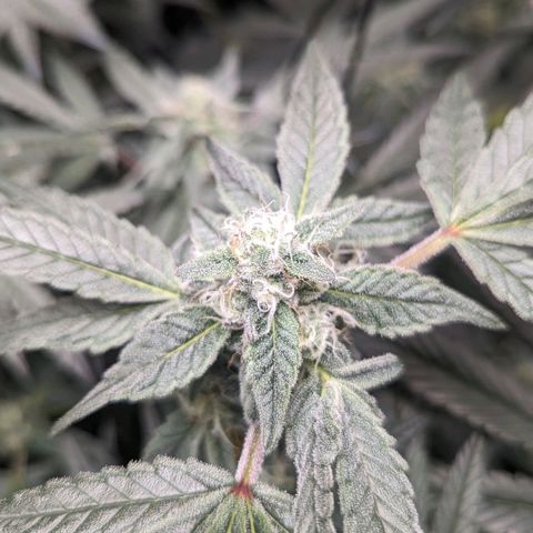 Strawberry Zwish 🍓 growlog timeline photo