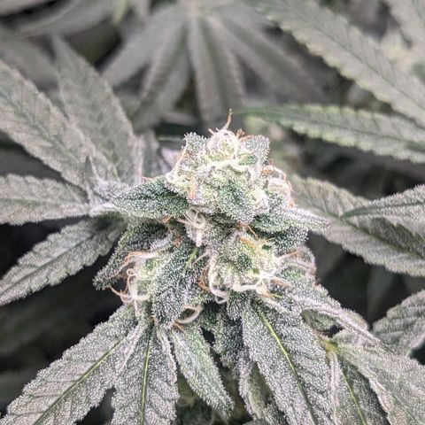 Strawberry Zwish 🍓 growlog timeline photo