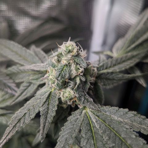 Strawberry Zwish 🍓 growlog timeline photo
