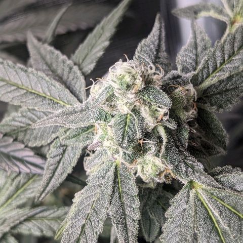 Strawberry Zwish 🍓 growlog timeline photo
