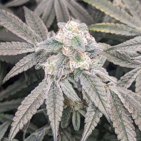 Strawberry Zwish 🍓 growlog timeline photo