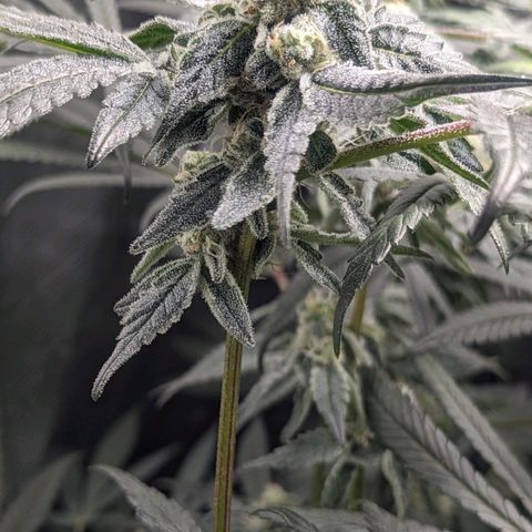 Strawberry Zwish 🍓 growlog timeline photo